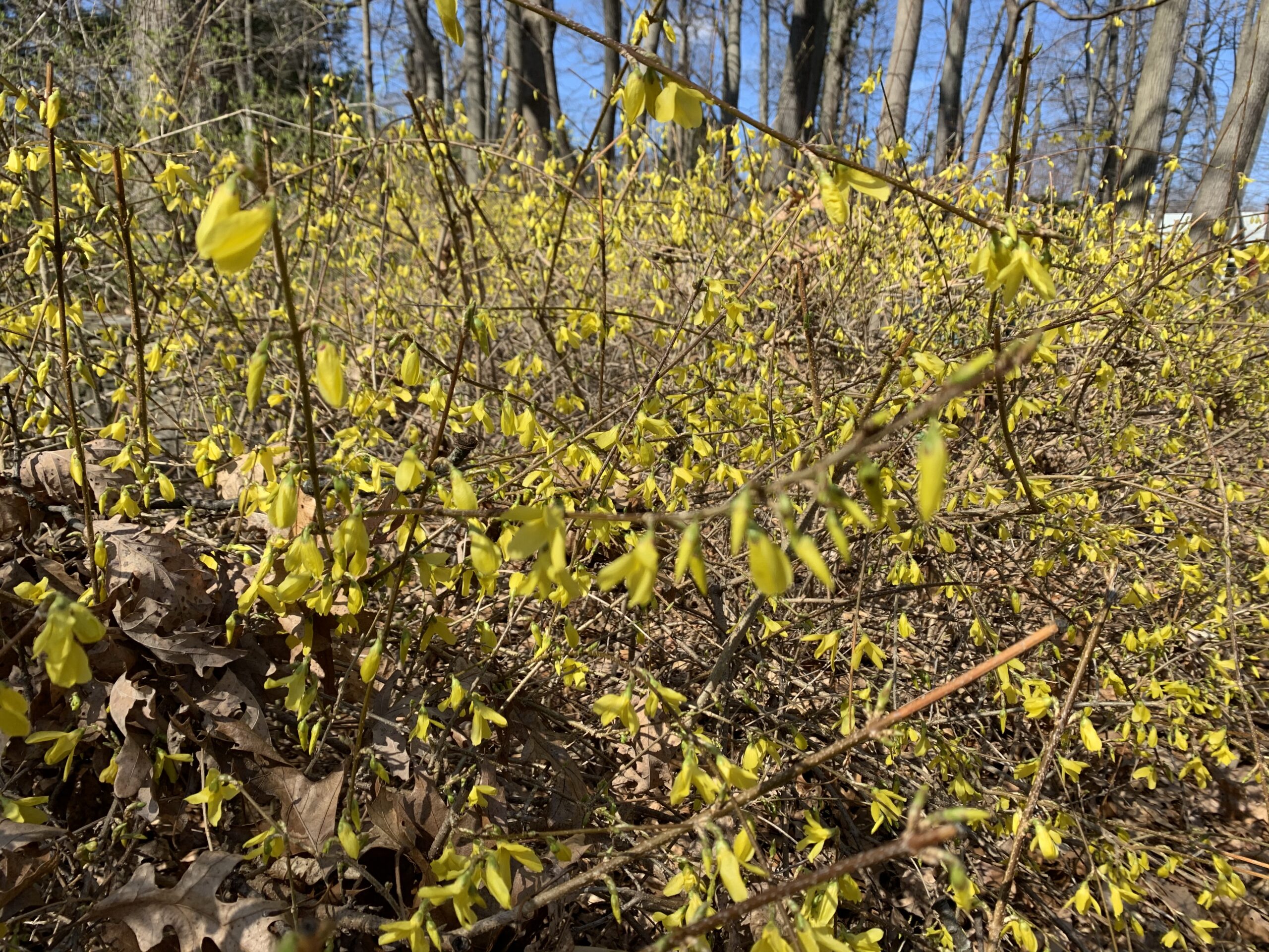 Forsythia